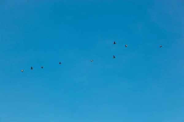 Troupeau Oiseaux Volant Dans Ciel Bleu Gros Plan — Photo