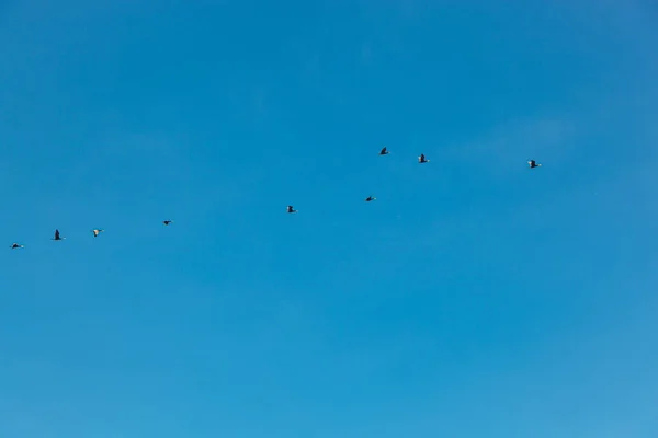 Ένα Σμήνος Πτηνών Που Πετούν Στον Γαλάζιο Ουρανό Από Κοντά — Φωτογραφία Αρχείου