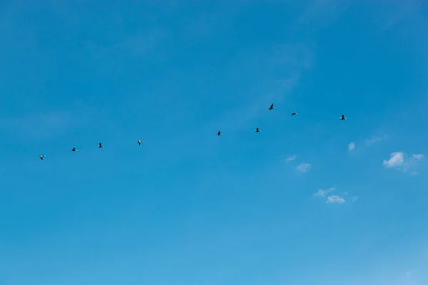 Troupeau Oiseaux Volant Dans Ciel Bleu Gros Plan — Photo
