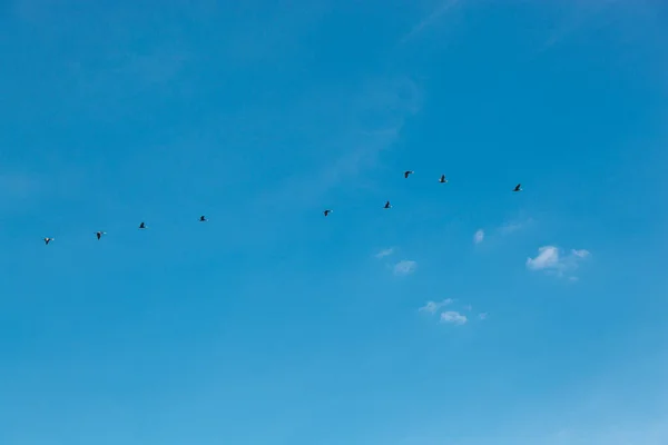 Flock Birds Flying Blue Sky Close — Stock Photo, Image