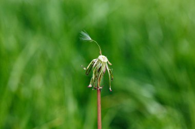 Yeşil çimenlerin üzerinde karahindiba. Yaklaş.