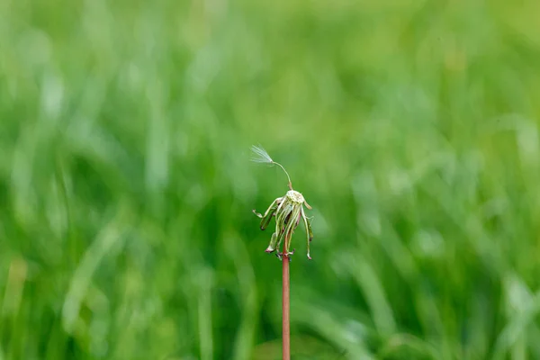 Maskros Bakgrund Grönt Gräs Närbild — Stockfoto