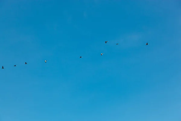 a flock of birds flying in the blue sky close-up