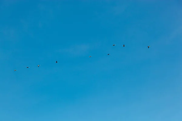 Bando Pássaros Voando Céu Azul Close — Fotografia de Stock