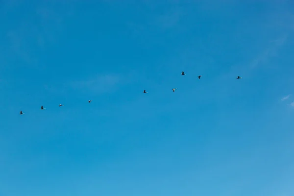 Troupeau Oiseaux Volant Dans Ciel Bleu Gros Plan — Photo