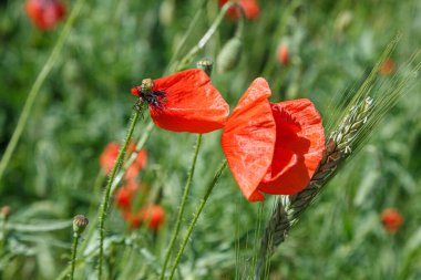 Güzel kırmızı gelincikler yakın planda.