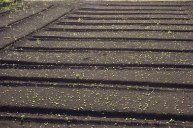 İyi organize edilmiş tarım arazilerindeki tarım çimenlerinin bakımı