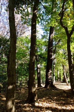 Orman banyosu ve yoğun Tamagawa Aqueduct yürüyüş yolu her gün