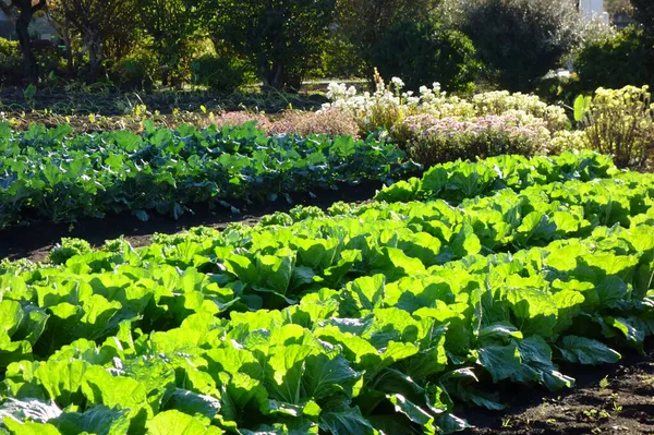 Fresh Feeling Illuminated Sunlight Field Crops — Stock Photo, Image