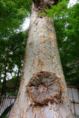 Büyük bir ağacın gövdesi ağır hasar görmemiş miydi??