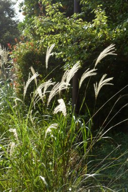 Sonbahar geleneği, Japon otları rüzgarla hafifçe savrulur ve dans eder.