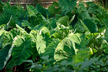 Nilüfer yaprağı bahçesi verimli bir yerleşim bölgesinde.