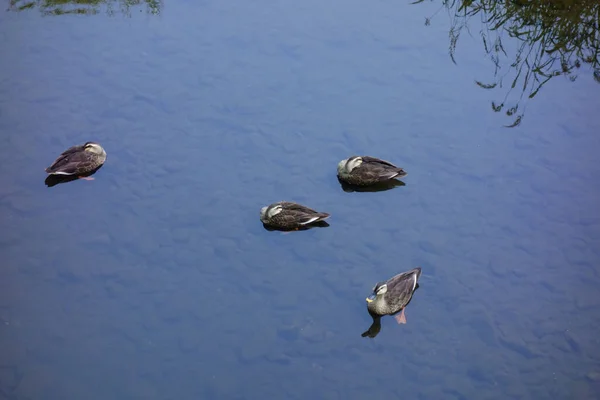 Bir Ördeğin Ebeveynleri Çocukları Temkinli Bir Şekilde Temiz Bir Nehirde — Stok fotoğraf