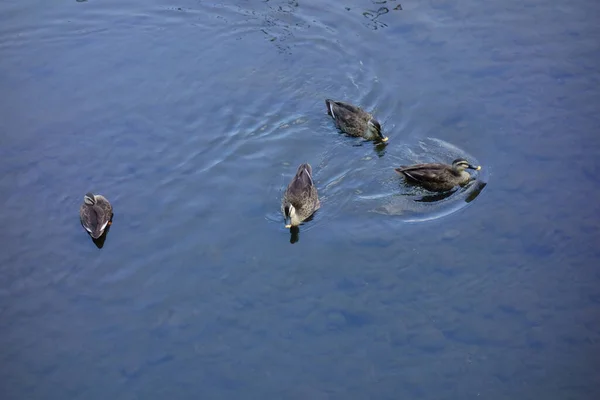 Parents Children Duck Playing Clear River While Being Cautious — Stock Photo, Image
