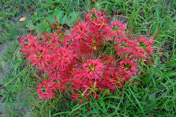 Pretty Simple Elegant Crimson Cluster Amaryllis Shines Green — стоковое фото