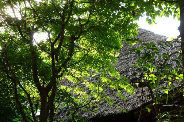 A rustic, old-fashioned thatched roof scene