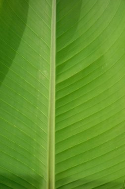 Zarif bir şekilde ilham veren büyük muz yaprakları rahattır.