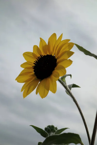 Tournesols Tournesols Jaunes Qui Brillent Dans Ciel Nuageux Quelque Chose — Photo