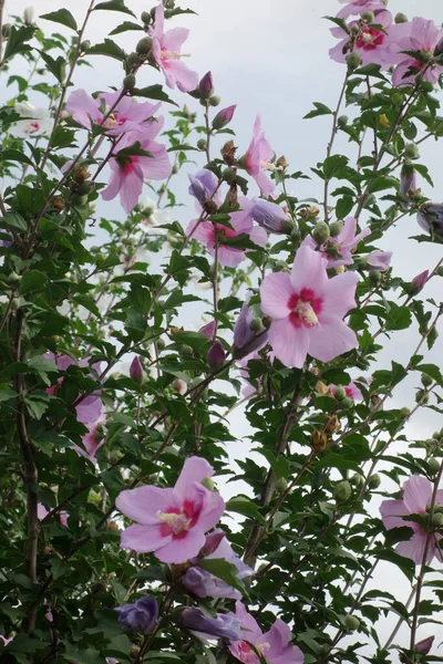 Блестящие Розовые Лепестки Облачную Погоду — стоковое фото