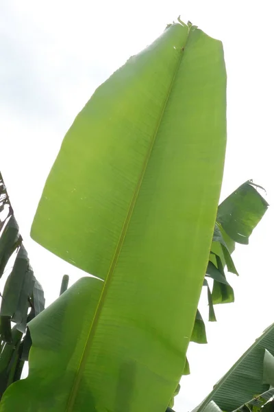 Velké Banánové Listy Které Elegantně Inspirují Jsou Pohodlné — Stock fotografie