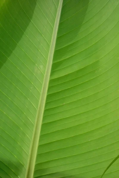 Grandes Folhas Banana Que Graciosamente Inspiram São Confortáveis — Fotografia de Stock