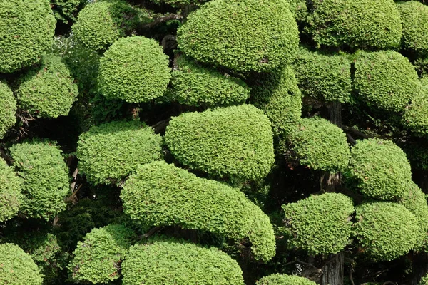 Impresionante Poda Hojas Pino Como Brócoli —  Fotos de Stock