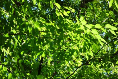 Parlak güneş ışığında parlayan taze yeşil yaprakların deseni