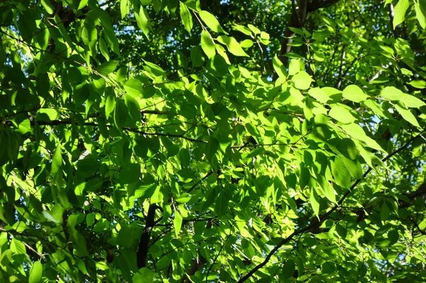 Parlak güneş ışığında parlayan taze yeşil yaprakların deseni