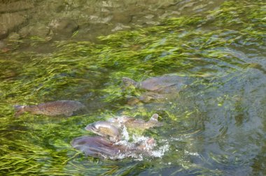 Bir sazan sürüsü boşboğaz derelerde dolanıyor, Shigeru Kawashi ve su bitkileri.