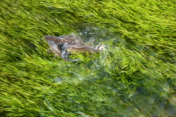 Troupeau Carpes Errant Dans Troupeau Ruisseaux Bavards Shigeru Kawashi Plantes — Photo