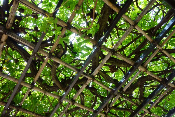 Parque Onde Folhas Hera Bloqueiam Sol Verão Criam Uma Sensação — Fotografia de Stock