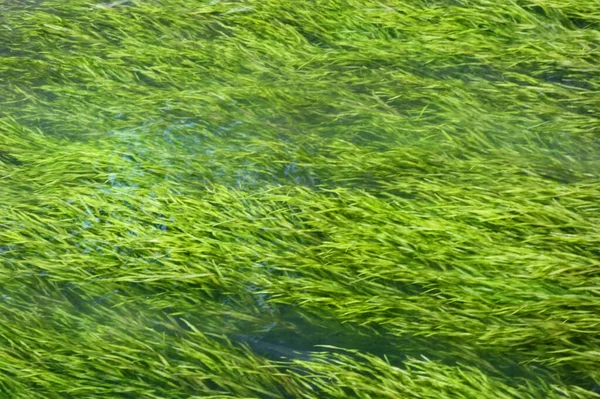Bełkot Strumienia Roślin Wodnych Shigeru Kawashige Kołyszą Się Wzdłuż Strumienia — Zdjęcie stockowe