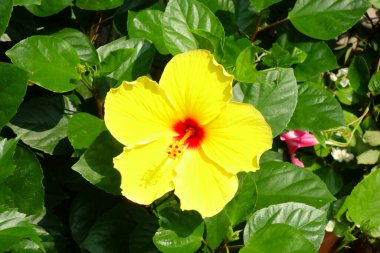 Rüzgarla savrulan parlak yapraklar, renkli ve ritmik.