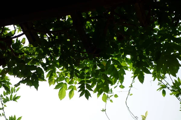 Bajo Sol Abrasador Mediados Verano Las Bendiciones Naturaleza Combinadas Con —  Fotos de Stock