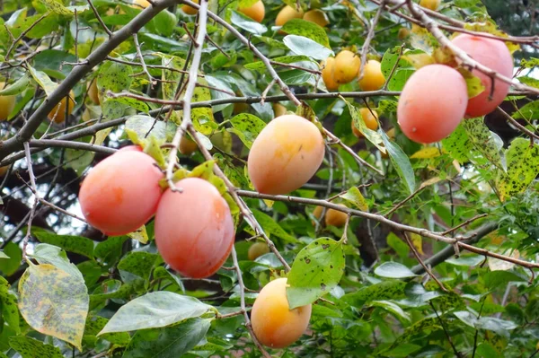 Plum Ripe Orange Fruit Tree Garden — Fotografia de Stock