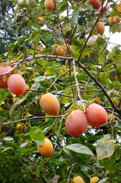Plum Ripe Orange Fruit Tree Garden — стоковое фото