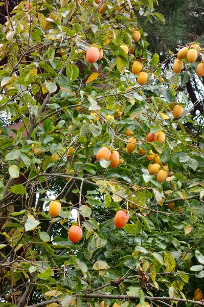 Śliwka Dojrzały Owoc Pomarańczy Drzewie Ogrodzie — Zdjęcie stockowe