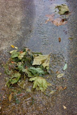 Parkın zemininde sonbahar yaprakları, derenin mırıldanması üzerine düşen yapraklar.