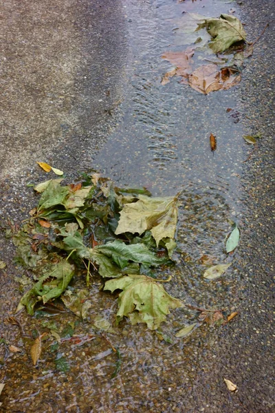 公園の地面に秋の葉 流れのせせらぎに落ちた葉 — ストック写真