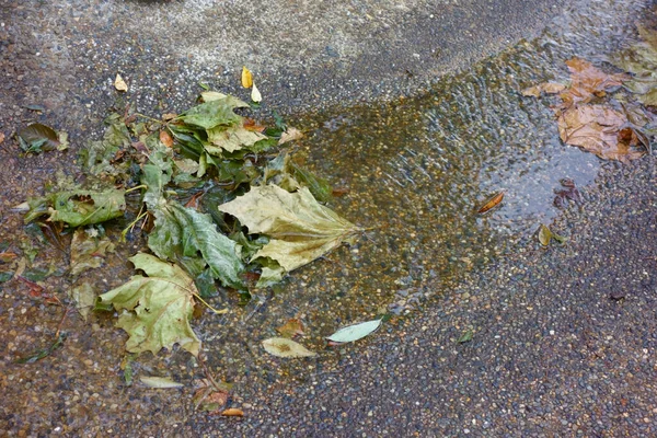 Herbstblätter Auf Dem Boden Des Parks Abgefallenes Laub Auf Dem — Stockfoto