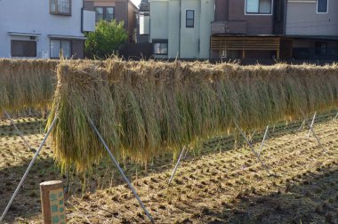 Kırsal alan, saman desenli köy hasat edilmiş pirinç samanı