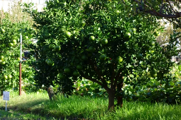 Drzewa Ogrodzie Wczesną Jesienią Zielone Rośliny Ogrodzie Pomarańczowy Wzór Gałęzi — Zdjęcie stockowe