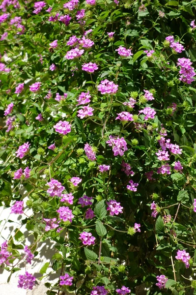 Tidig Höst Trädgård Vackra Rosa Blommor Trädgården Lysande Mönster Färska — Stockfoto