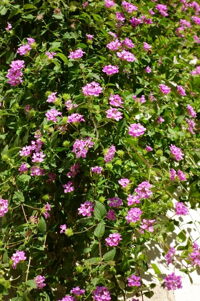 Jardín Principios Otoño Hermosas Flores Rosadas Jardín Patrones Brillantes Plantas — Foto de Stock