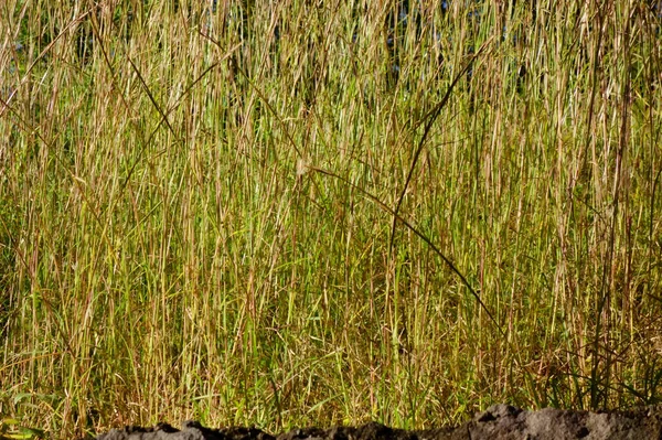 Late Herfst Weer Het Groene Gras Het Veld Staat Het — Stockfoto