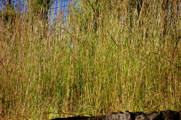 Sonbahar Havasının Sonlarında Tarladaki Yeşil Çimenler Ölmek Üzere — Stok fotoğraf