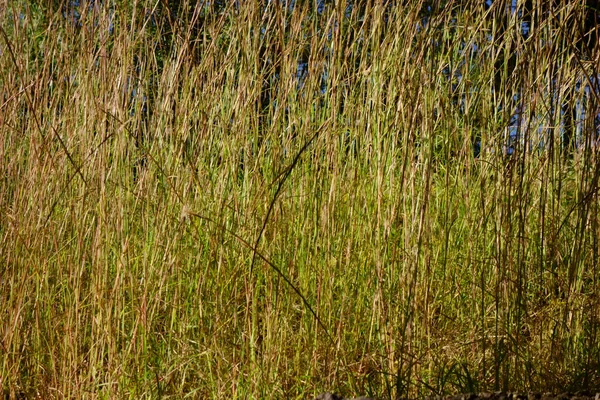 秋末的天气 田野里的青草快要枯萎了 — 图库照片