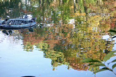 Waterside Orman Parkı, güzel bir sonbahar manzarası Ağaçlarla ve yapraklarla su kuşları ve göletlerle