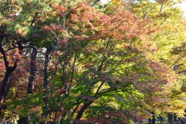 Su kenarı orman parkı, güzel sonbahar manzarası ağaçlar ve göletli yapraklar.