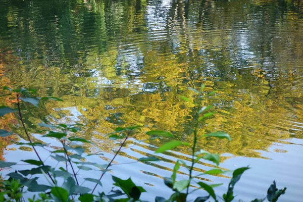 水辺の森公園 木々や滝や池と葉と美しい秋の風景 — ストック写真